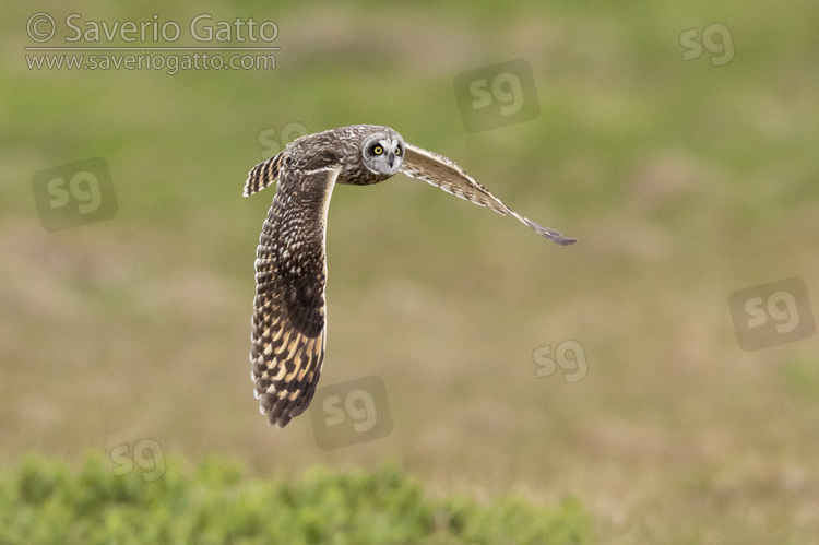 Short-eared_Owl, adult female in flight