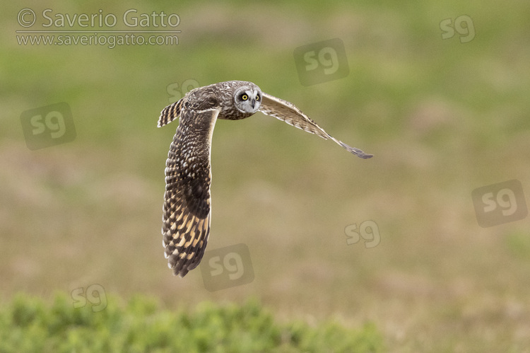 Gufo di palude, femmina adulta in volo