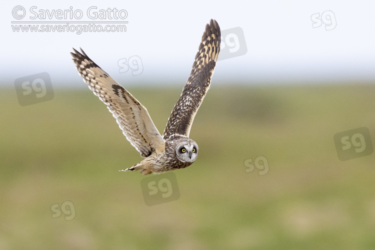 Short-eared_Owl, adult female in flight