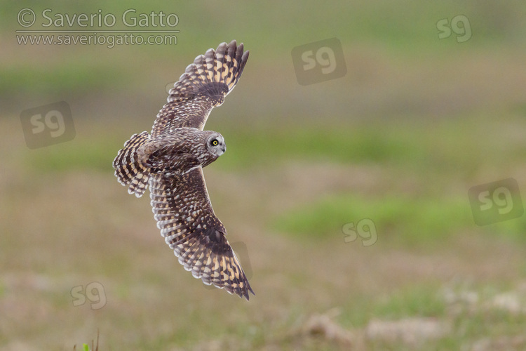 Short-eared_Owl, adult female in flight