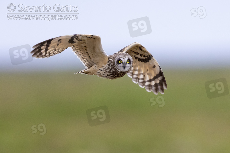 Short-eared_Owl, adult female in flight