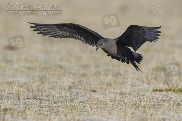 Parasitic Jaeger, dark morph adult in flight