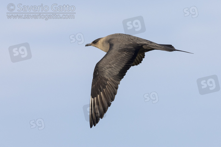 Parasitic Jaeger, side view of a dark morph adult in flight