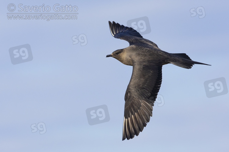 Parasitic Jaeger, side view of a dark morph adult in flight