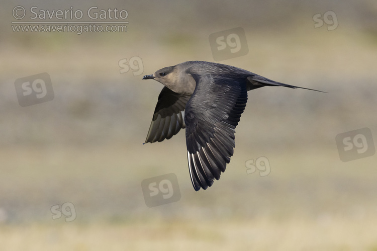 Parasitic Jaeger, side view of a dark morph adult in flight