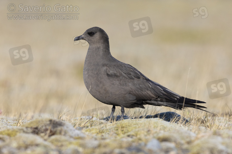 Parasitic Jaeger