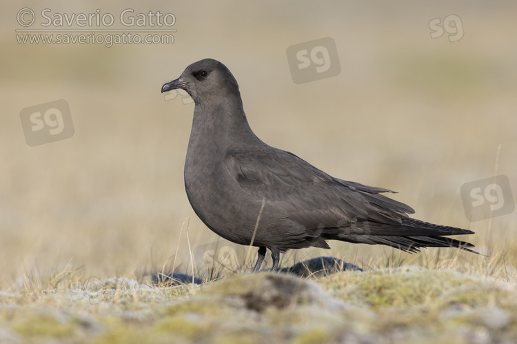 Parasitic Jaeger, side view of a dark morph adult standing on the ground