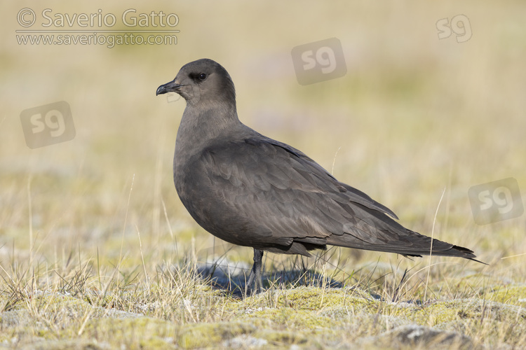 Parasitic Jaeger, side view of a dark morph adult standing on the ground