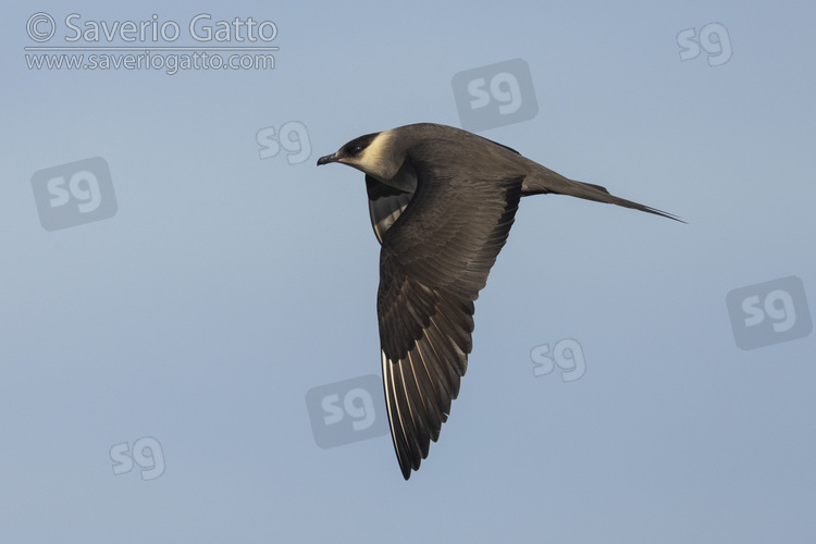 Parasitic Jaeger, side view of a light morph adult in flight