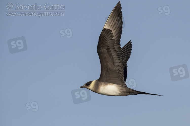 Parasitic Jaeger, side view of a light morph adult in flight