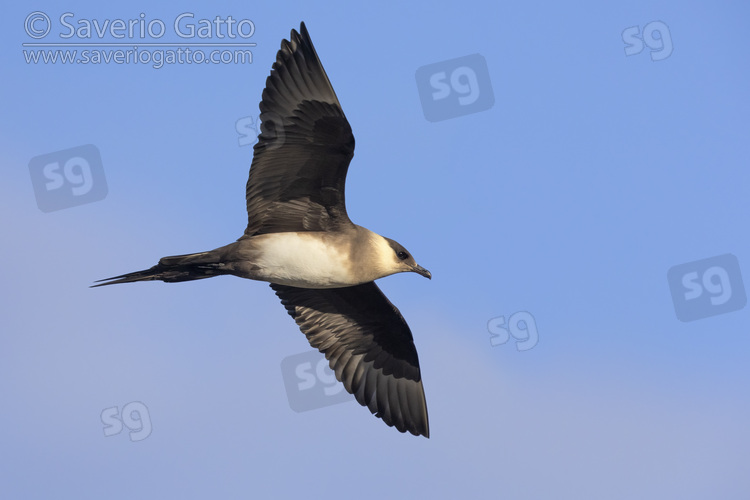 Parasitic Jaeger, light morph adult in flight