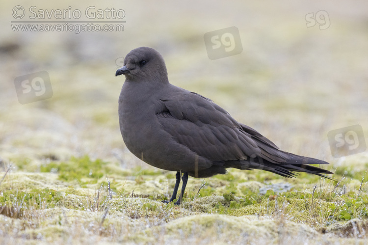 Parasitic Jaeger, side view of a dark morph adult standing on the ground