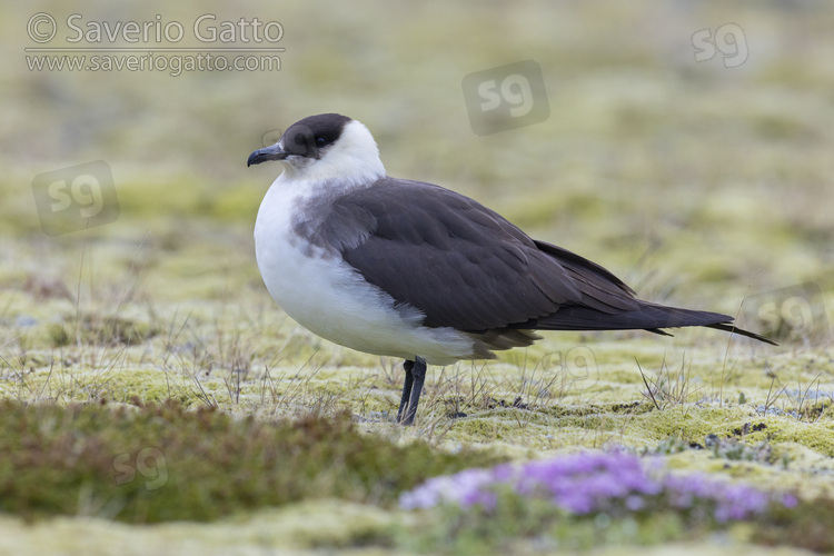 Parasitic Jaeger, side view of a light morph adult standing on the ground