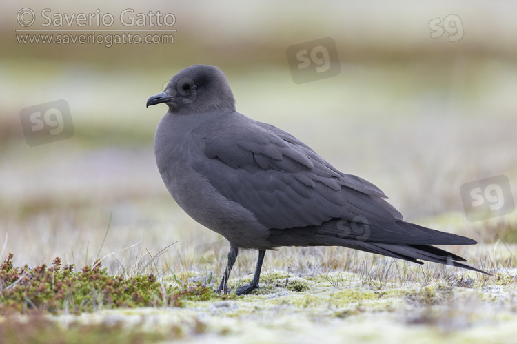 Parasitic Jaeger, side view of a dark morph adult standing on the ground