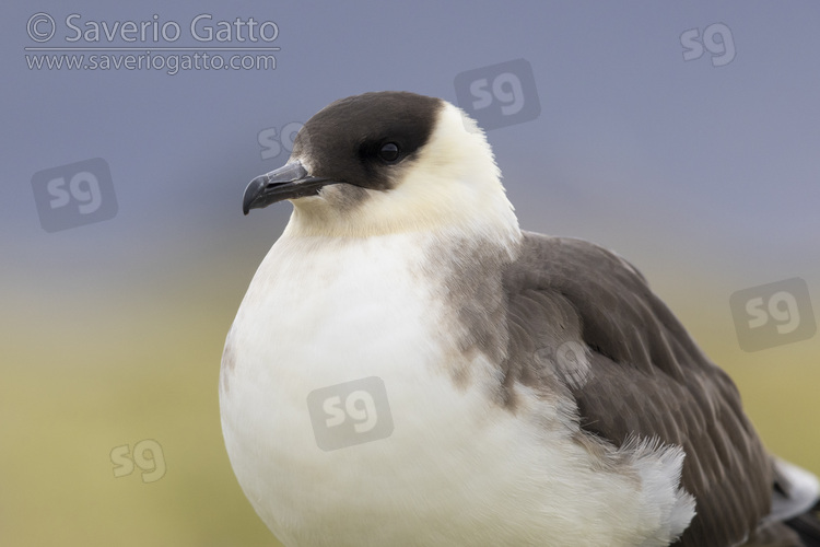 Parasitic Jaeger, close-up of a light morph adult