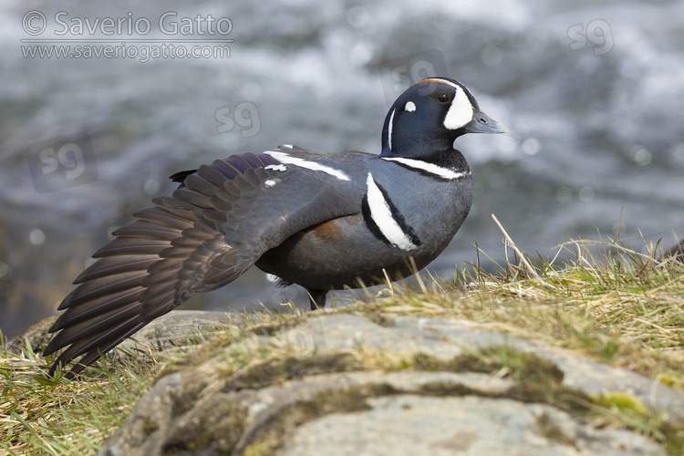 Harlequin Duck, adult male stretching a wing