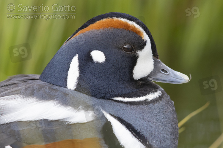 Harlequin Duck, adult male close-up