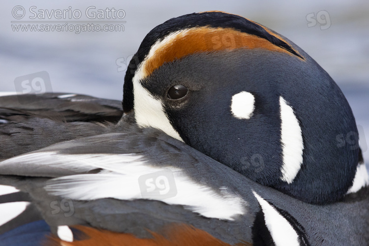 Harlequin Duck, adult male close-up
