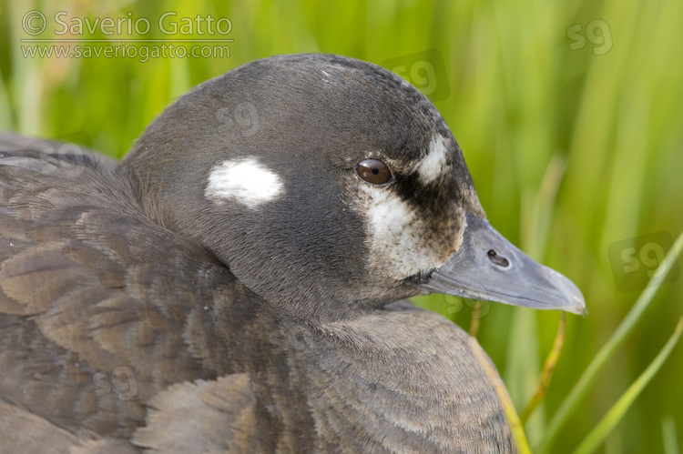 Harlequin Duck, close-up of an adult female