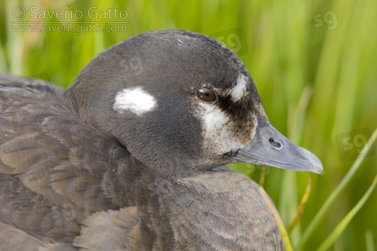 Harlequin Duck