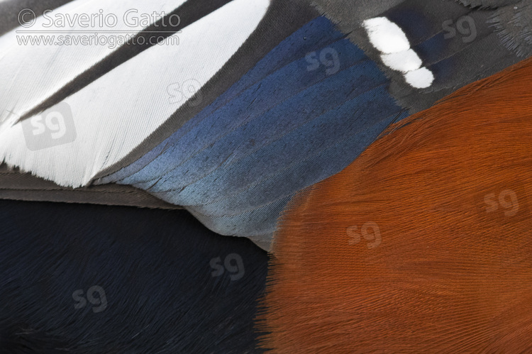 Harlequin Duck, close-up of the plumage of an adult male