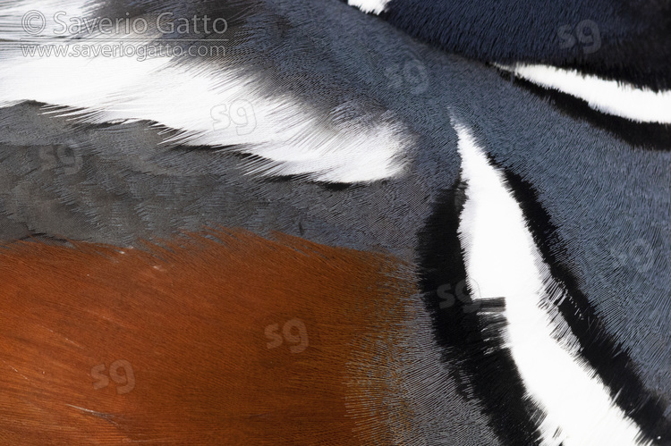 Harlequin Duck, close-up of the plumage of an adult male