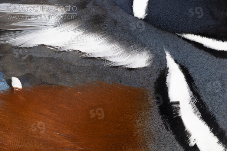 Harlequin Duck, close-up of the plumage of an adult male