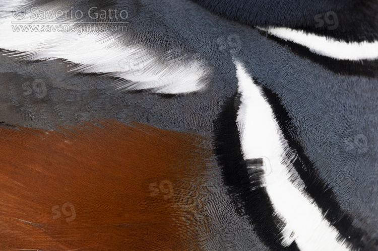 Harlequin Duck, close-up of the plumage of an adult male
