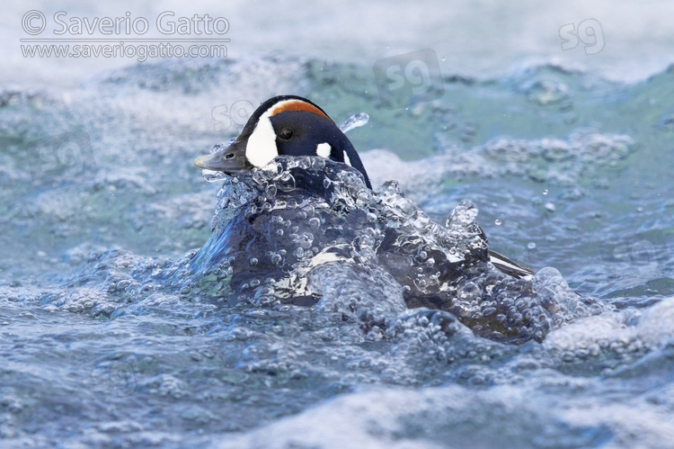 Moretta arlecchino, maschio adulto che emerge dall'acqua