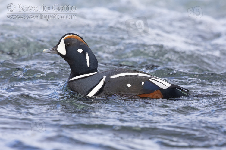 Harlequin Duck, side view of an adult male swimming in the water