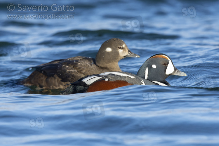 Harlequin Duck, couple swimming in the water