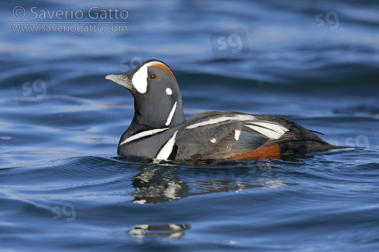 Harlequin Duck, side view of an adult male swimming in the water