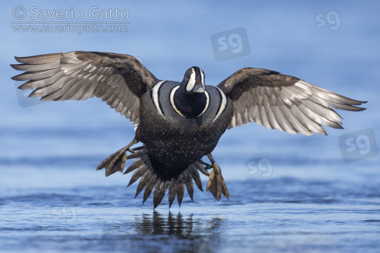 Harlequin Duck, front view of an adult male landing in the water