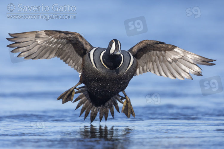 Harlequin Duck