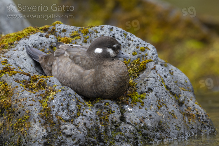Harlequin Duck, adult female resting on a rock