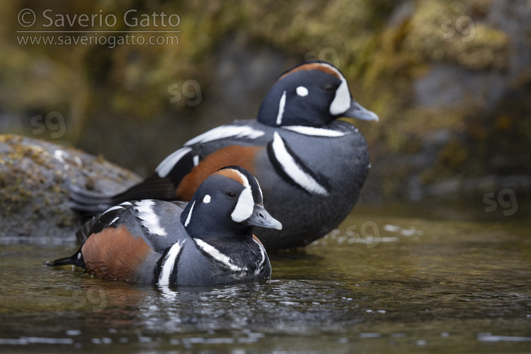 Harlequin Duck, adult males in a river