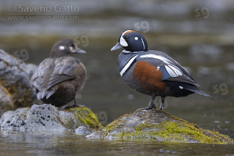 Harlequin Duck, couple resting on some rocks