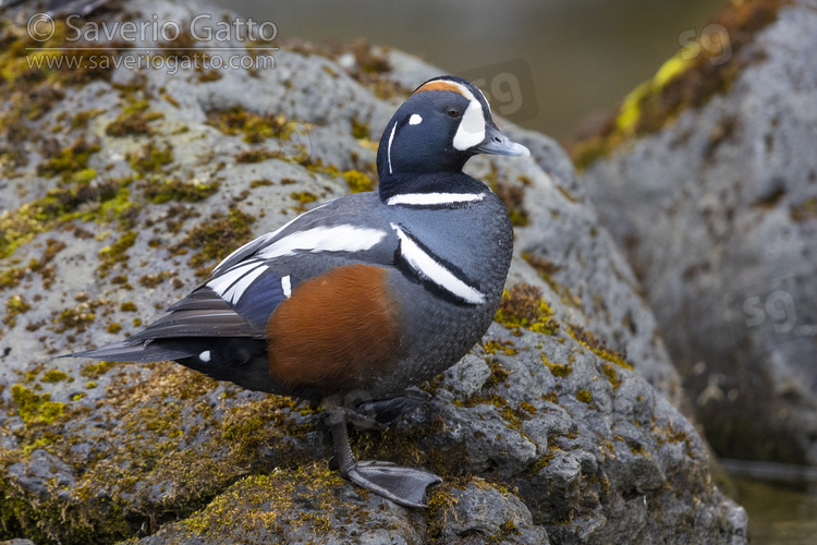 Harlequin Duck, side view of an adult male standing on a rock