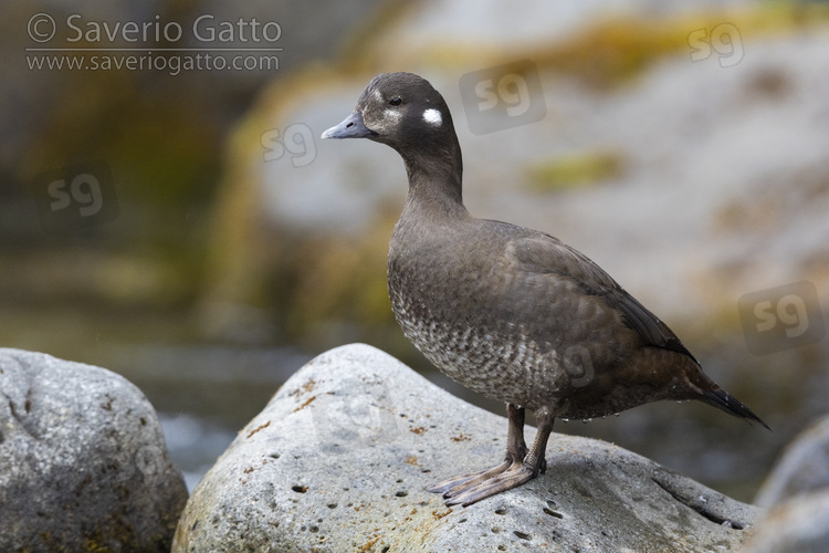 Harlequin Duck, side view of an adult female standing on a rock