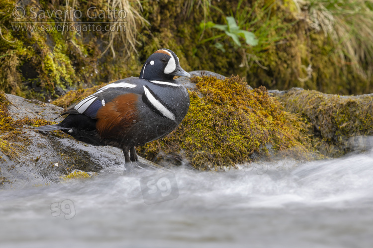 Harlequin Duck