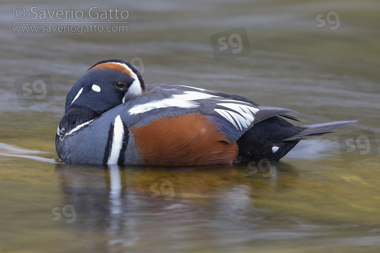 Harlequin Duck, side view of an adult male resting in the water