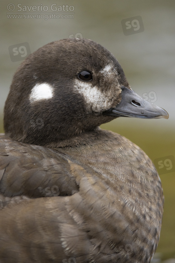 Harlequin Duck