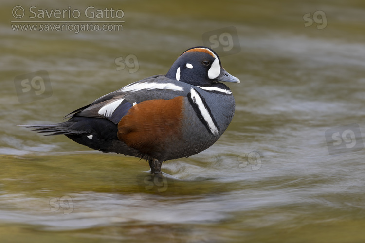 Harlequin Duck, side view of an adult male resting in the water