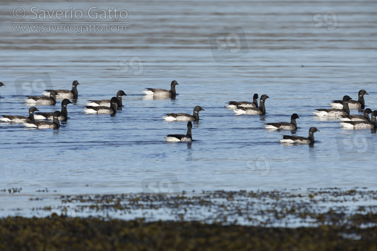 Brant Goose