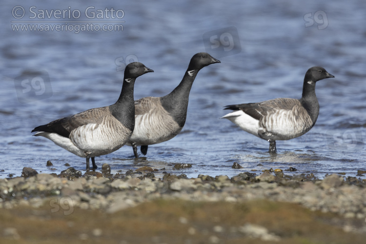 Brant Goose, three adults standing in the water