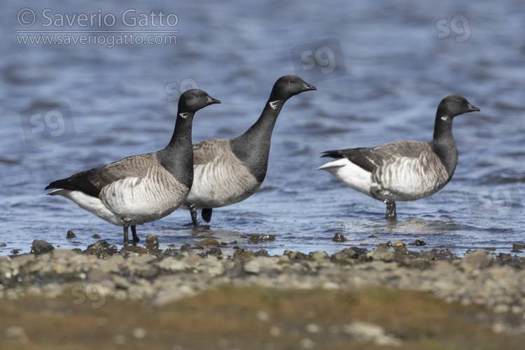 Brant Goose