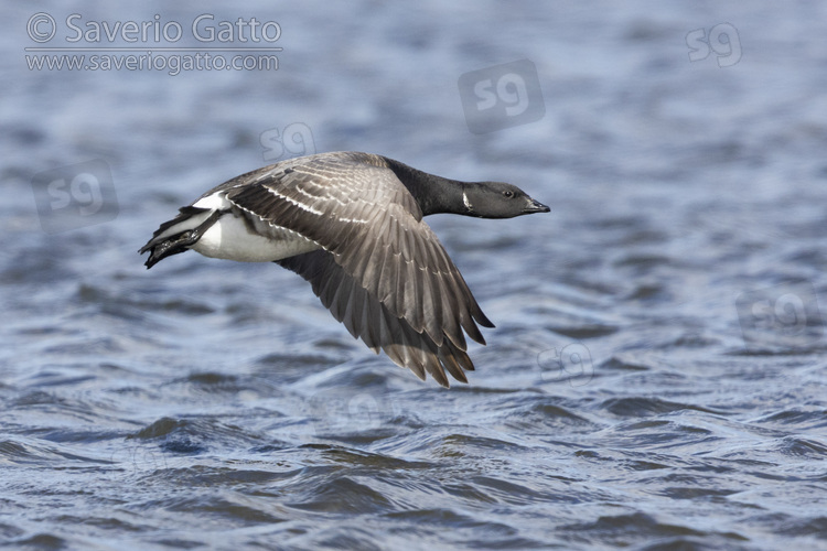 Oca colombaccio, adulto in volo sul mare