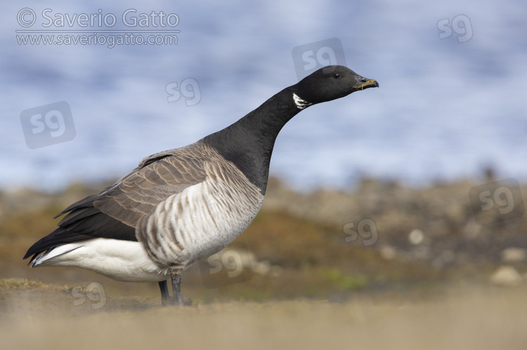 Brant Goose