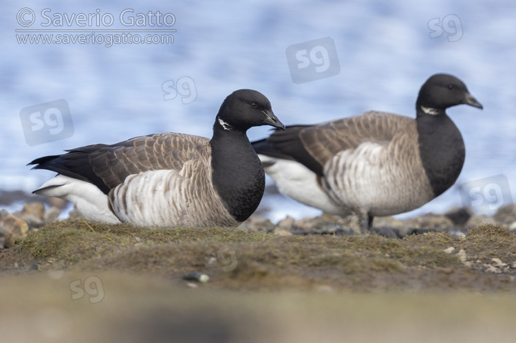 Brant Goose