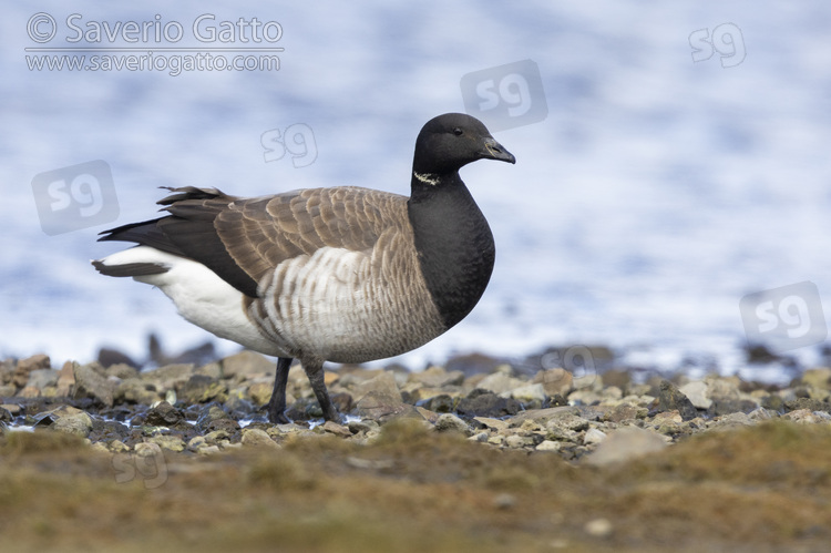 Brant Goose, side view of an adult standing on the ground